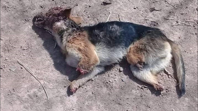 El perro hallado con las patas mutiladas. 
