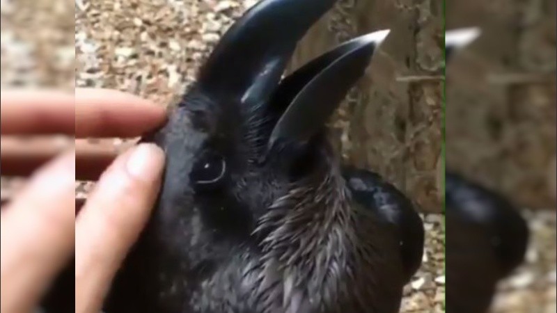 La ilusión óptica tiene desconcertados a miles de usuarios.