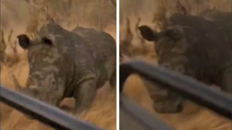 Luego de 2 minutos de persecución, el rinoceronte se detuvo. 