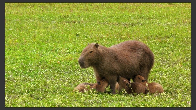 Surgió de una propuesta realizada por el Comité Técnico de Educación Ambiental.