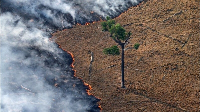 Los focos de fuego en lo que va de este año son un 83% superior al del mismo período de 2018.