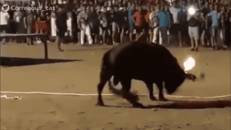 La desesperación del toro.