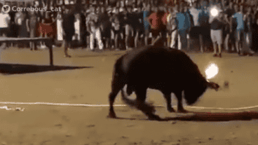 La desesperación del toro.