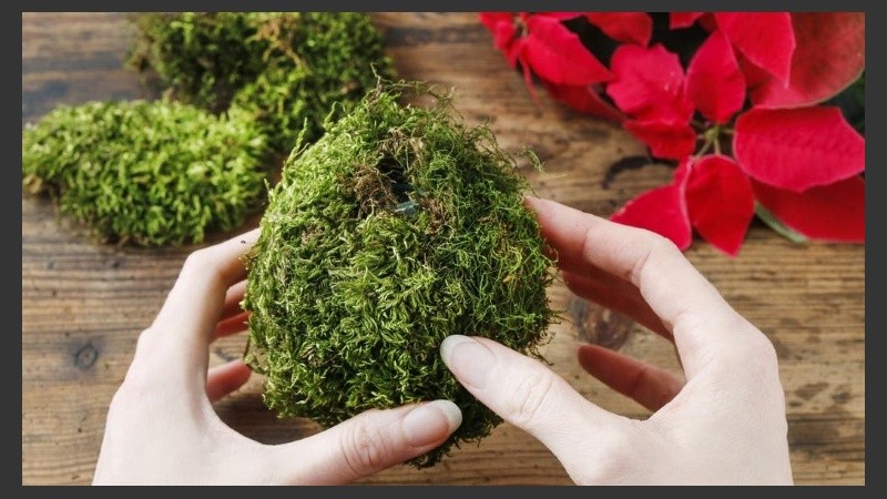 Las plantas son tendencia y parte de nuestra vida.