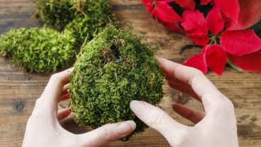 Las plantas son tendencia y parte de nuestra vida.