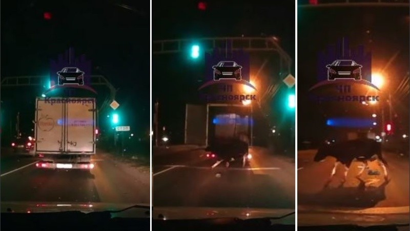 Al animal le costó ponerse en pie tras la caída en movimiento.