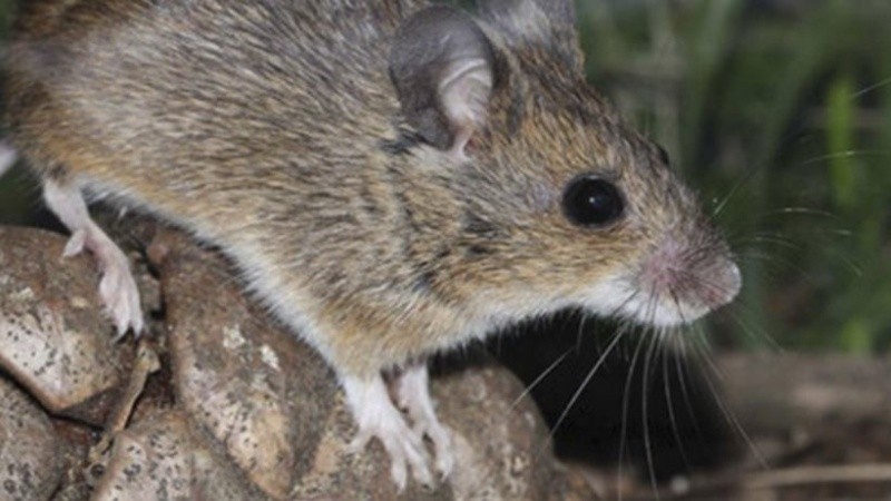 La FHA, transmitida por roedores, es una enfermedad endémica en zonas rurales. 