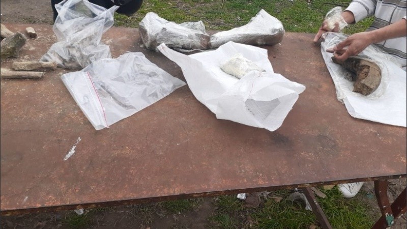 Los restos fósiles fueron encontrados en la barranca del arroyo Saladillo.