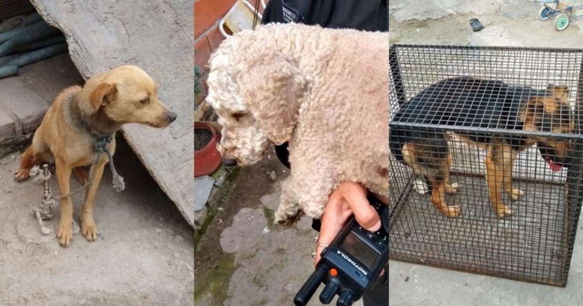 Rescatan perros en estado de abandono