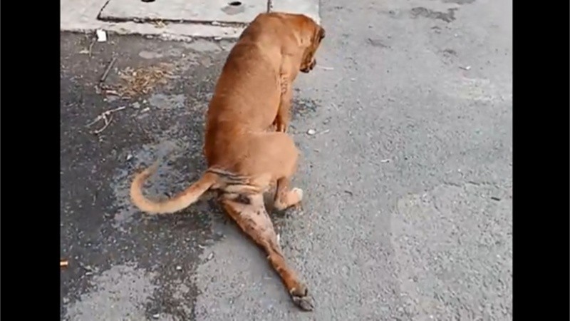 El pichicho simula una lesión para llamar la atención.