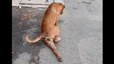 El pichicho simula una lesión para llamar la atención.