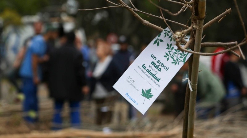 ADS y Parques y paseos repartieron 350 árboles.