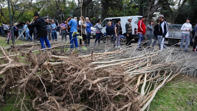 ¿Cuál es tu árbol favorito?