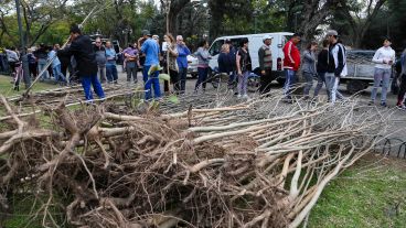 ¿Cuál es tu árbol favorito?