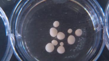 "El nivel de actividad neuronal que estamos viendo no tiene precedentes in vitro", dijeron los expertos.