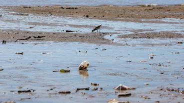 Un pájaro se alimenta de las sobras que encuentra en una playa llena de barro.
