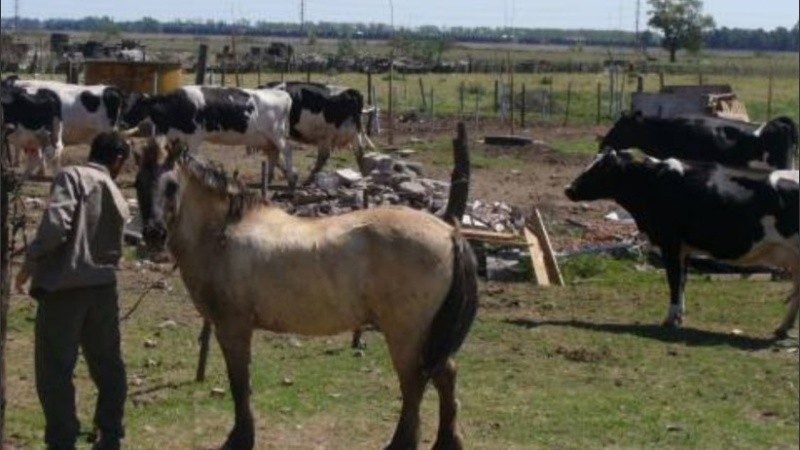 El tambo sigue en conflicto.