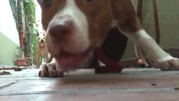 Los pitbulls en el pasillo de la vivienda, captados por las cámaras del Tres desde abajo de la puerta.