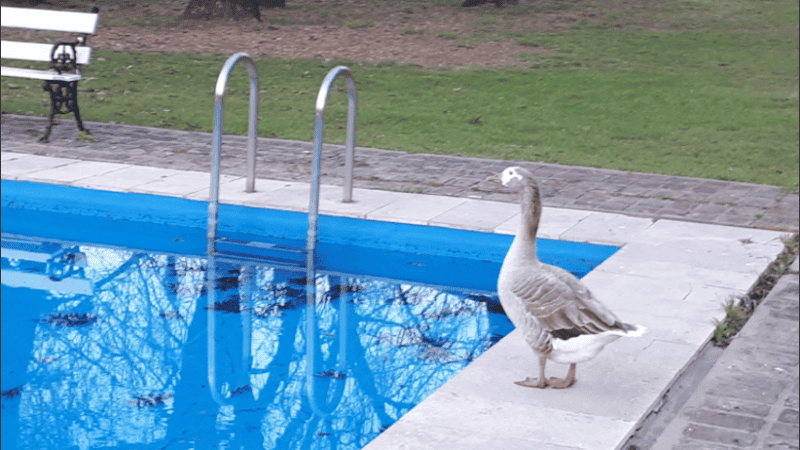El ganso cerca de la pileta. 