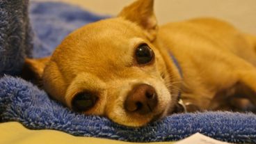 Hay perros afectados en toda Noruega.