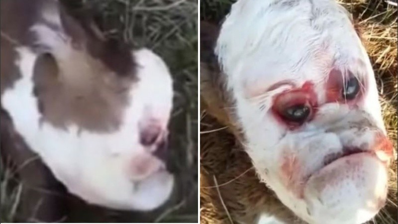 El animal falleció pocas horas después de nacer. 