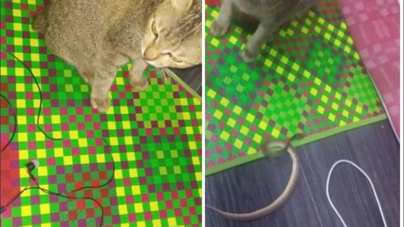 Los internautas felicitaron al animal por su astucia y le pidieron al dueño que lo perdone.