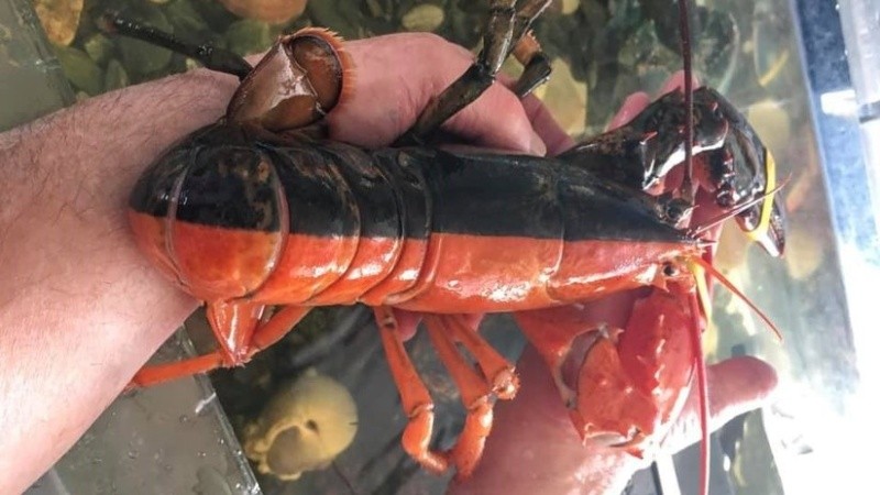 La langosta será devuelta a las aguas marinas de donde fue extraída.