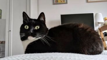 Un joven adoptó a la gatita y la convirtió en "influencer" en varias plataformas sociales.