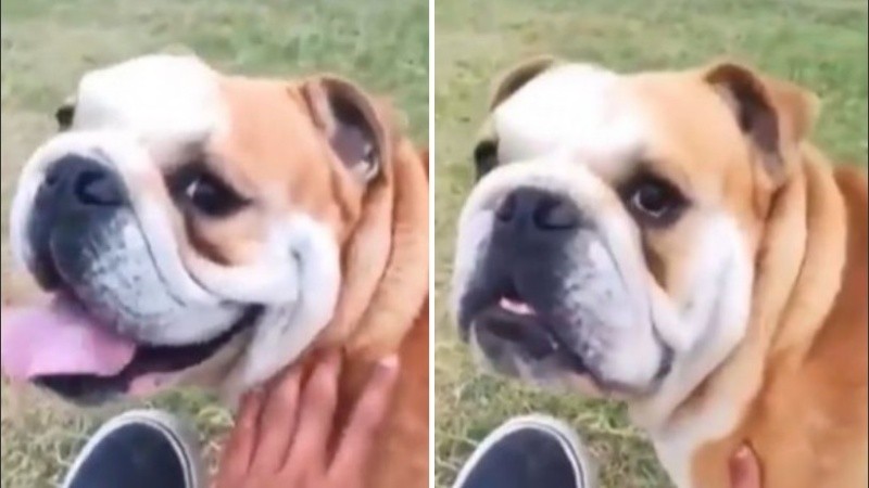 El animal no aguantó la broma de su dueño y su reacción se volvió viral en redes sociales.