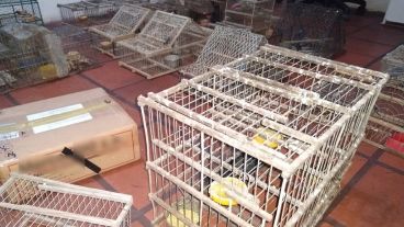 Las aves estaban ocultas bajo un nylon.