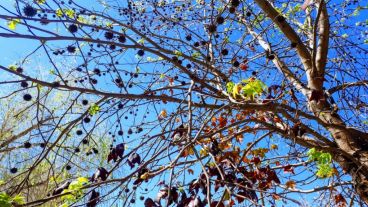 Los árboles ya muestran destellos de verde.