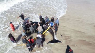 Rescatistas trabajaban para devolver al mar a las ocas varadas.