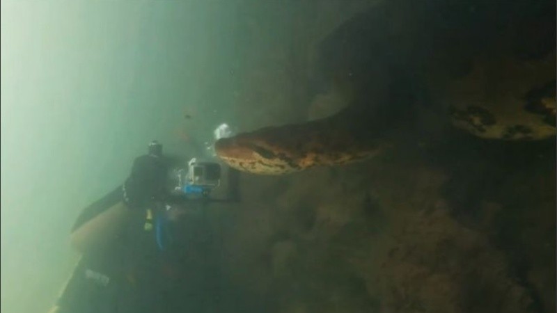 Las tomas impactan, debido a que muestran los ojos y el movimiento de la lengua bífida de la serpiente muy de cerca.