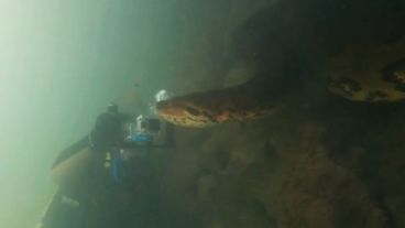 Las tomas impactan, debido a que muestran los ojos y el movimiento de la lengua bífida de la serpiente muy de cerca.