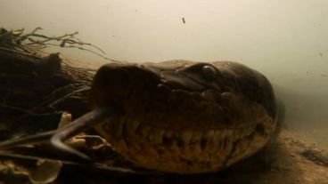 Las tomas impactan, debido a que muestran los ojos y el movimiento de la lengua bífida de la serpiente muy de cerca.