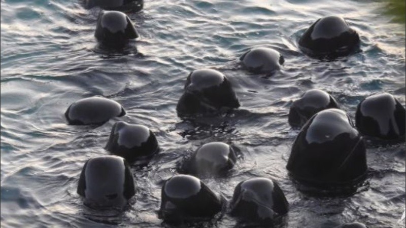 La caza de delfines todavía se lleva a cabo em Japón pese a las críticas internacionales.