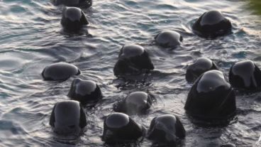 La caza de delfines todavía se lleva a cabo em Japón pese a las críticas internacionales.