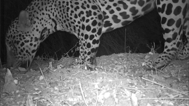 La foto del yaguareté, una especie en extinción. 