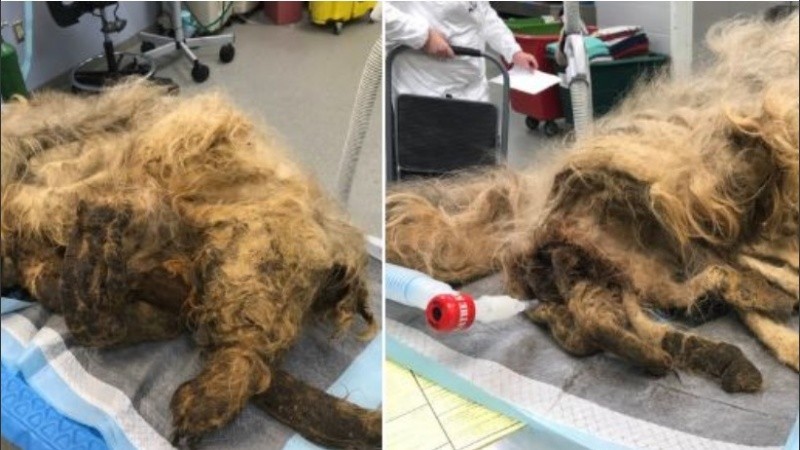 El animalito era una maraña irreconocible de cabello despeinado.