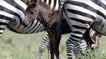 El descubrimiento fue toda una sensación en la Reserva Nacional de Masai Mara.