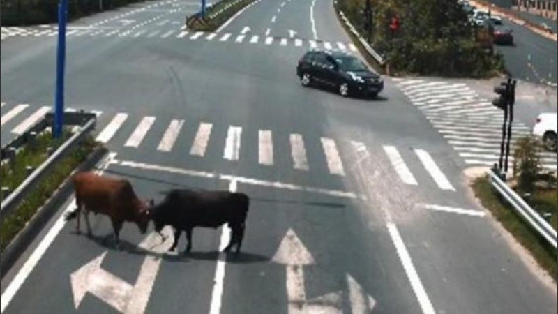 Los cuadrúpedos habrían escapado de una granja cercana.
