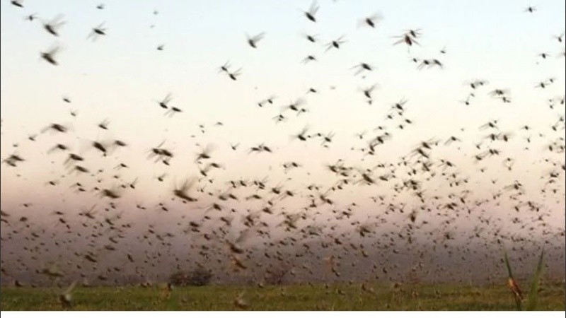 Las langostas se desplazan hasta 250 km por día, son migratorias y van buscando alimento.