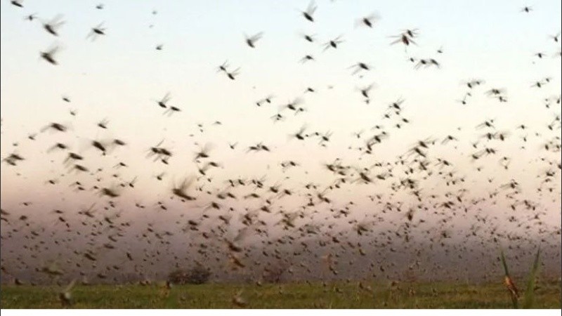 Las langostas se desplazan hasta 250 km por día, son migratorias y van buscando alimento.