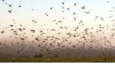 Las langostas se desplazan hasta 250 km por día, son migratorias y van buscando alimento.