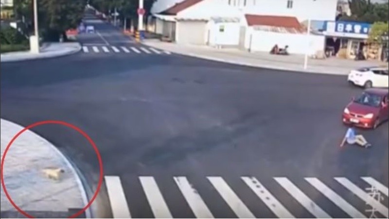 El perrito cruzó la calle de forma ejemplar.