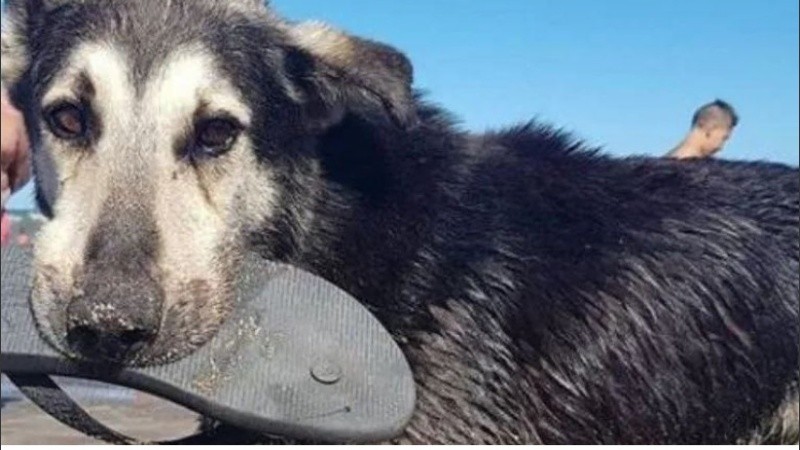 La noticia conmovió a sus seguidores que lo despidieron por las redes sociales.