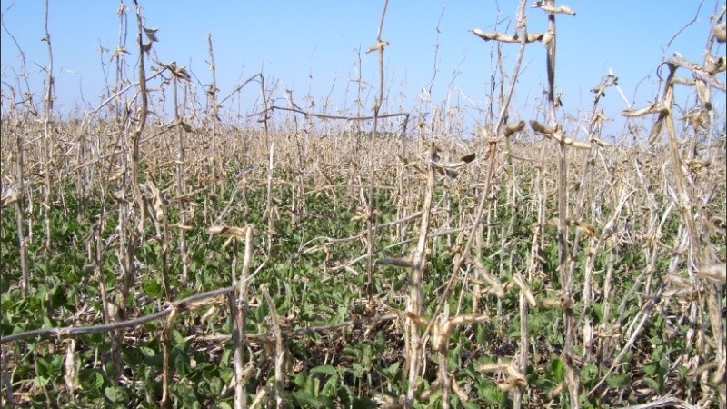 El crecimiento del segmento agropecuario está cada vez más marcado por los vaivenes del clima.