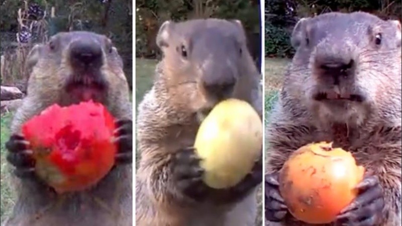 La marmota es una estrella en las redes sociales.