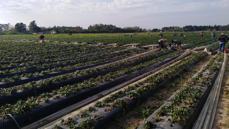La inspección que constató las irregularidades en la cosecha de frutillas en Coronda. 
