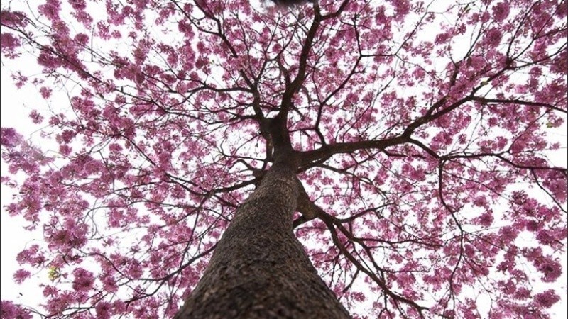 La primera semana primaveral tendrá mucho sol en Rosario.